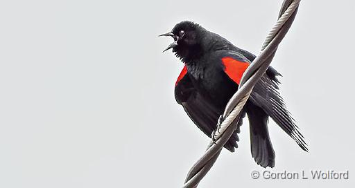 Red-winged Blackbird Calling_DSCF6224.jpg - Red-winged Blackbird (Agelaius phoeniceus) photographed at Smiths Falls, Ontario, Canada.